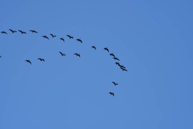 Göçmen kuşlar mavi gökyüzünde