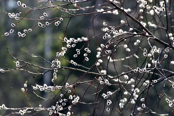 Красива Весняна Квітка Верби Кицька Підсвічування — стокове фото