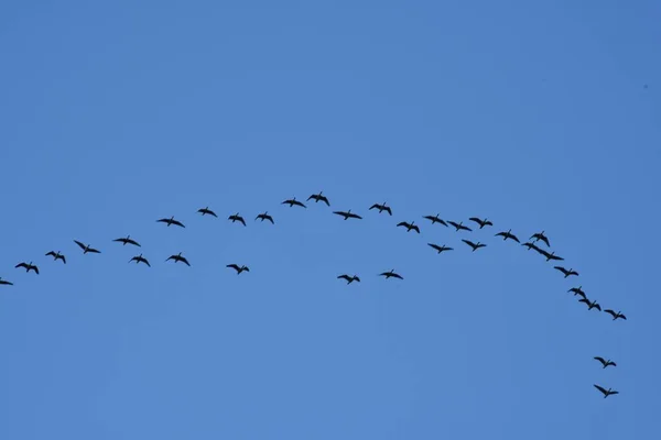 stock image Migratory birds in the blue sky