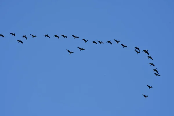 stock image Migratory birds in the blue sky