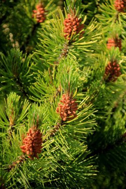 Çam poleni. Çiçek açan yeşil çam ağacı. Yeni bir çam çiçeğinin üzerindeki sarı polen