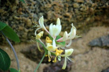 Güzel kokulu hanımeli. Bahçedeki dekoratif hanımeli çiçeği. Çiçekli Lonicera japonica