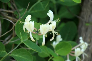 Güzel kokulu hanımeli. Bahçedeki dekoratif hanımeli çiçeği. Çiçekli Lonicera japonica