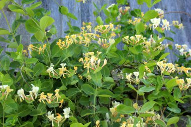 Güzel kokulu hanımeli. Bahçedeki dekoratif hanımeli çiçeği. Çiçekli Lonicera japonica