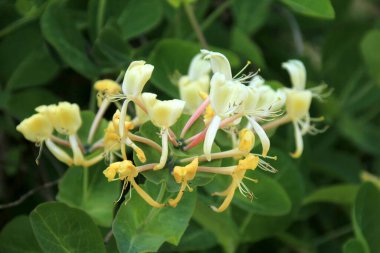 Güzel kokulu hanımeli. Bahçedeki dekoratif hanımeli çiçeği. Çiçekli Lonicera japonica