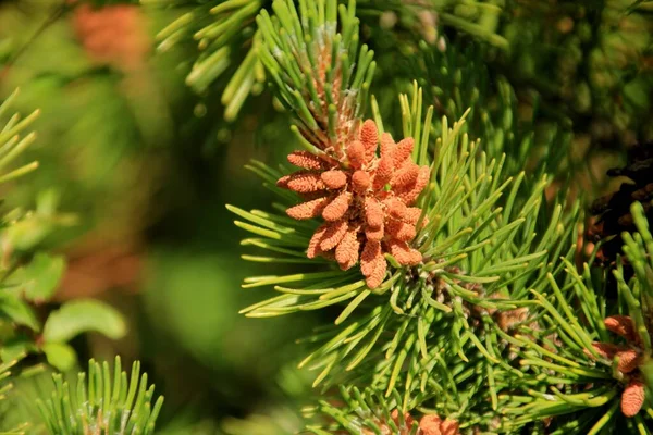 松の花粉 常緑の松の木を咲かせます 新しい松の花の黄色の花粉 — ストック写真