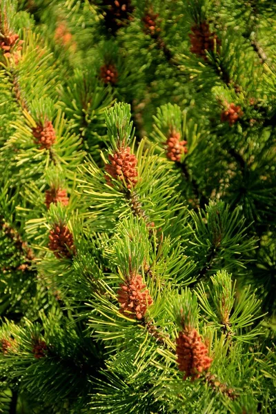 Pine Pollen Blooming Evergreen Pine Tree Yellow Pollen New Pine — Stock Photo, Image