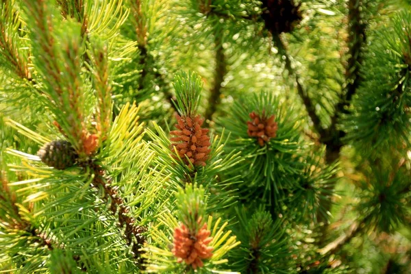 Pine Pollen Blooming Evergreen Pine Tree Yellow Pollen New Pine — Stock Photo, Image