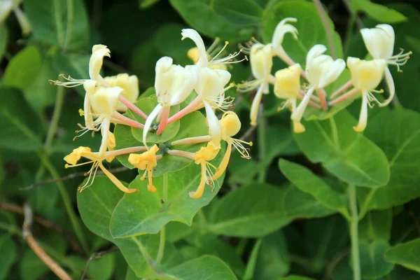 香り高いスイカズラ 庭で装飾的なスイカズラの花 ロニチェラの開花 Japonica — ストック写真