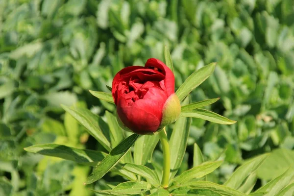 Czerwony Kwiat Paeonia Officinalis Zbliżenie Ogrodzie — Zdjęcie stockowe