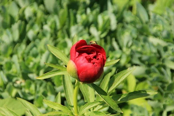 Czerwony Kwiat Paeonia Officinalis Zbliżenie Ogrodzie — Zdjęcie stockowe