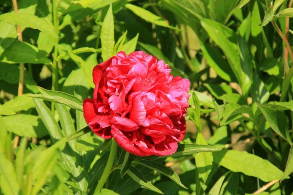 Flor Roja Paeonia Officinalis Primer Plano Jardín — Foto de Stock