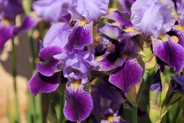 Bahçedeki Sibirya iris çiçeği (iris sibirica)