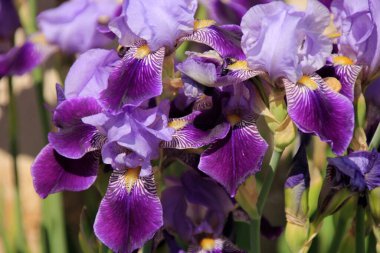 Bahçedeki Sibirya iris çiçeği (iris sibirica)