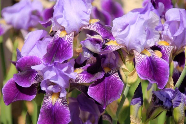 stock image Siberian iris flower (iris sibirica) in the garden