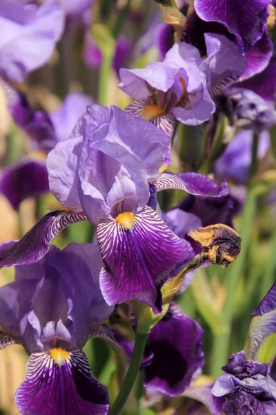 Kwiat Tęczówki Syberyjskiej Iris Sibirica Ogrodzie — Zdjęcie stockowe