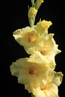 Siyah arka planda çok renkli yaz bahçesi çiçekleri