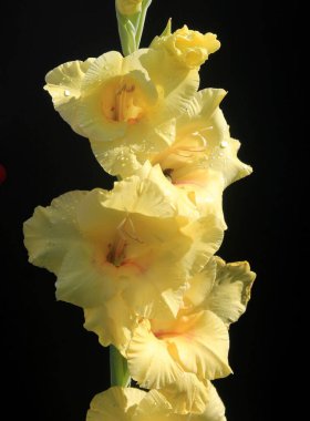 Siyah arka planda çok renkli yaz bahçesi çiçekleri