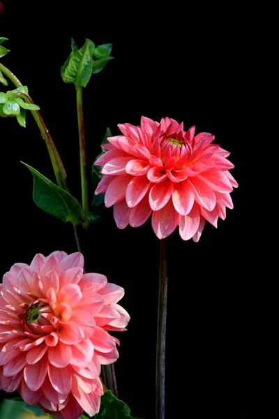 Multicolored Summer Garden Flowers Black Background — Stock Photo, Image