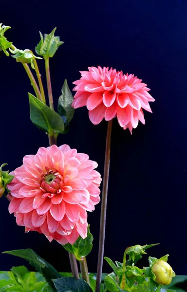 Flores Jardín Verano Multicolor Sobre Fondo Negro —  Fotos de Stock