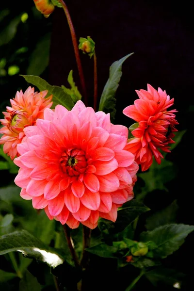 Siyah Arka Planda Çok Renkli Yaz Bahçesi Çiçekleri — Stok fotoğraf