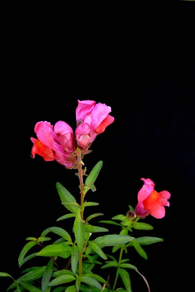 Πολύχρωμα Καλοκαιρινά Λουλούδια Κήπου Μαύρο Φόντο — Φωτογραφία Αρχείου