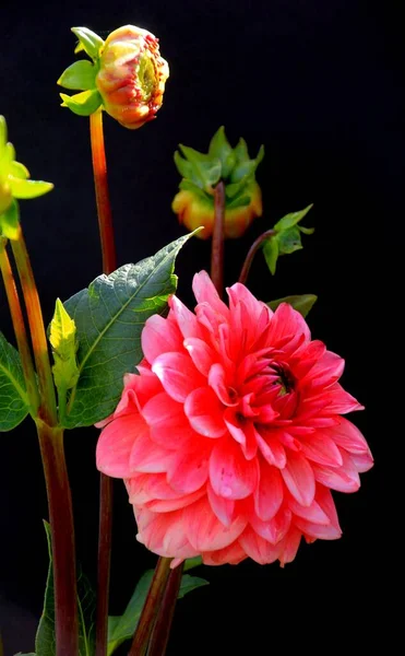 Siyah Arka Planda Çok Renkli Yaz Bahçesi Çiçekleri — Stok fotoğraf