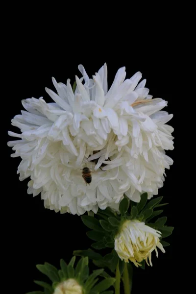 Πολύχρωμα Καλοκαιρινά Λουλούδια Κήπου Μαύρο Φόντο — Φωτογραφία Αρχείου