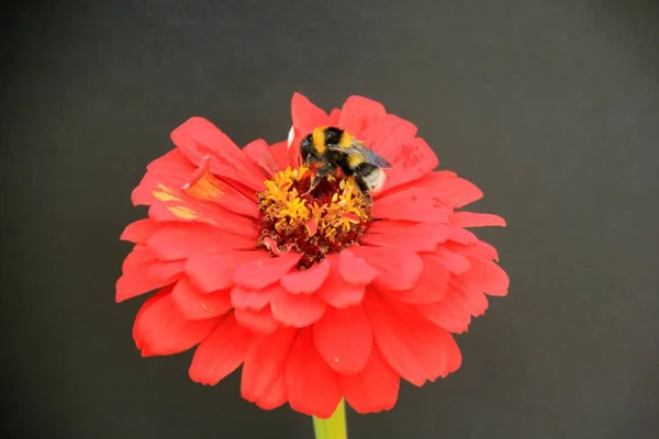 Разноцветные Летние Цветы Саду Черном Фоне — стоковое фото