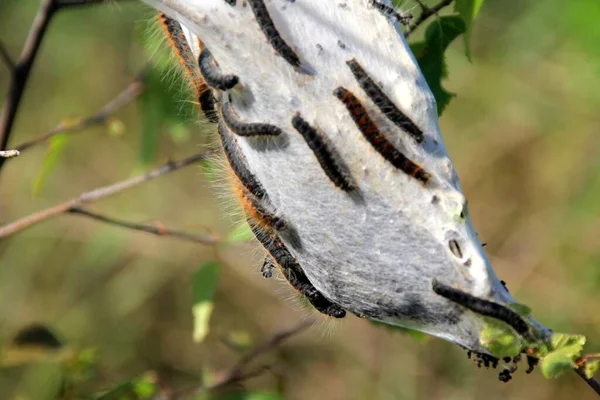 木の枝に果実地雷蛾 Yponomeuta Padellus の幼虫 木や葉の害虫や病気 — ストック写真