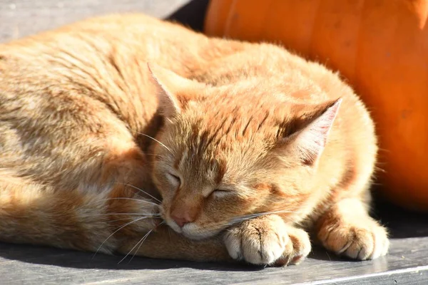 Rot Liegt Die Katze Neben Einem Orangefarbenen Kürbis Auf Einer — Stockfoto