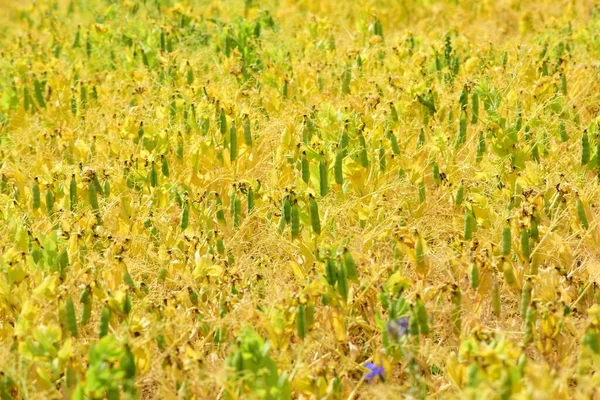 Жовте Поле Горохом Зелені Горохові Горіхи Лавовому Полі Спекотний Літній — стокове фото