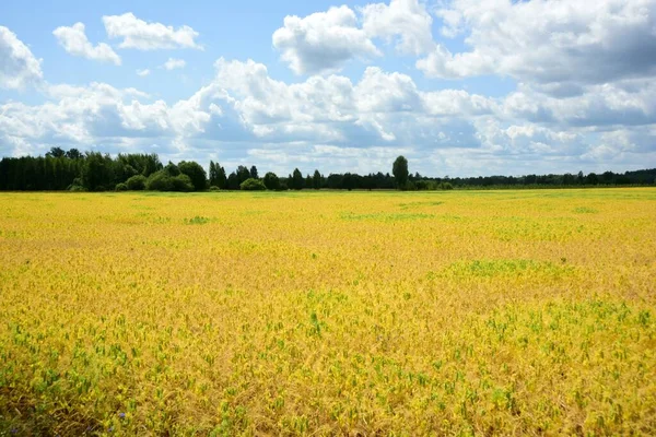 Yellow field with peas, Green pea pods in a fallow field, hot summer time