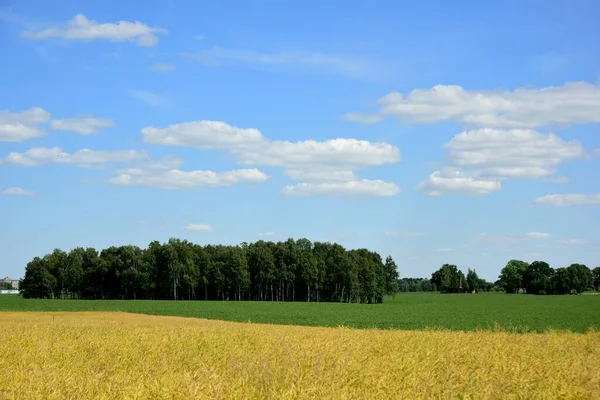 Gyönyörű Nyári Táj Sárga Zöld Kukorica Mező Előtérben Kék Fehér — Stock Fotó