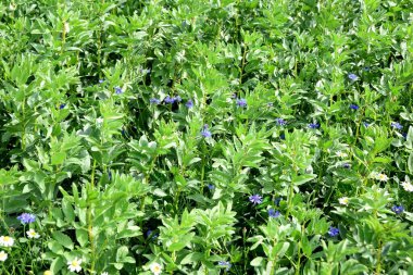 Ortasında domuz fasulyesi ve mavi çiçek olan yeşil bir tarla. Olgunlaşmış fasulye kabukları