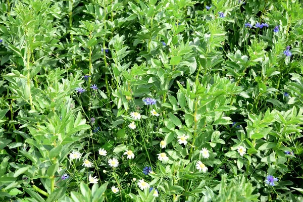 Зелене Поле Свинячими Бобами Синіми Квітками Посередині Вирощування Стручків Широких — стокове фото