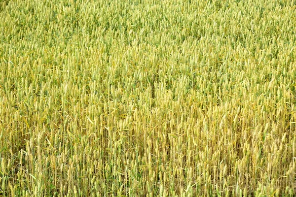 Câmp Cereale Coapte Într Însorită Vară Letonia — Fotografie, imagine de stoc