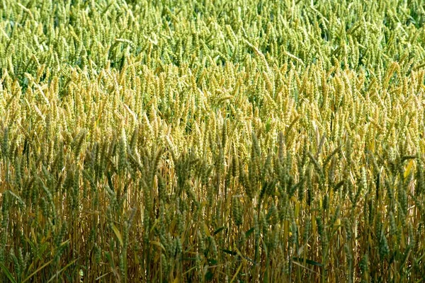 Campo Cereali Maturi Una Giornata Estiva Soleggiata Lettonia — Foto Stock