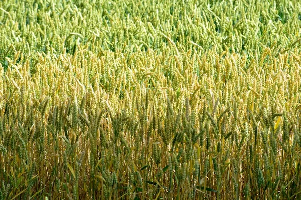 Campo Cereali Maturi Una Giornata Estiva Soleggiata Lettonia — Foto Stock