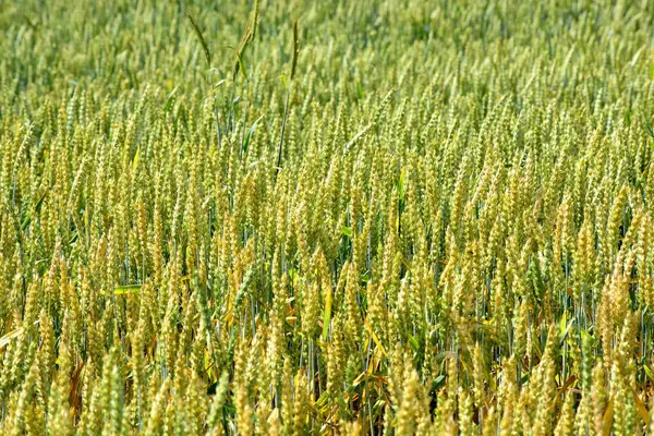 ラトビアの晴れた夏の日に熟した穀物畑 — ストック写真