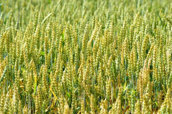 ラトビアの晴れた夏の日に熟した穀物畑 — ストック写真