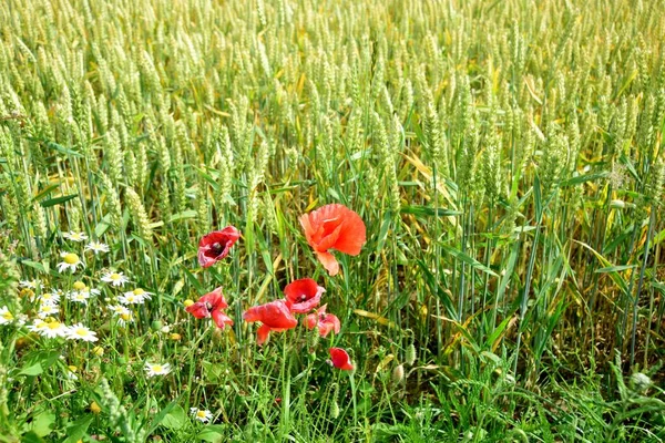Zralé Obilné Pole Červenými Květy Máku Slunečného Letního Dne Lotyšsko — Stock fotografie