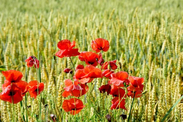 在阳光明媚的夏日 拉脱维亚 成熟的麦田 开着红罂粟花 — 图库照片