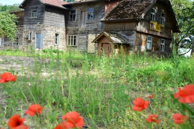 Ön planda kırmızı gelincikler ve büyük ağaçlar olan eski ahşap ev, Sejas evi Penkule, Letonya