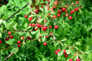 Olgun tatlı kirazlar ağaçta, güneşli yaz günü