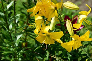Güzel renkli zambak çiçekleri yaz boyunca bahçede yetişir.