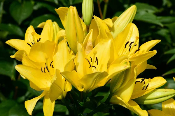 Красивые Красочные Цветки Лилии Растут Саду Течение Лета — стоковое фото