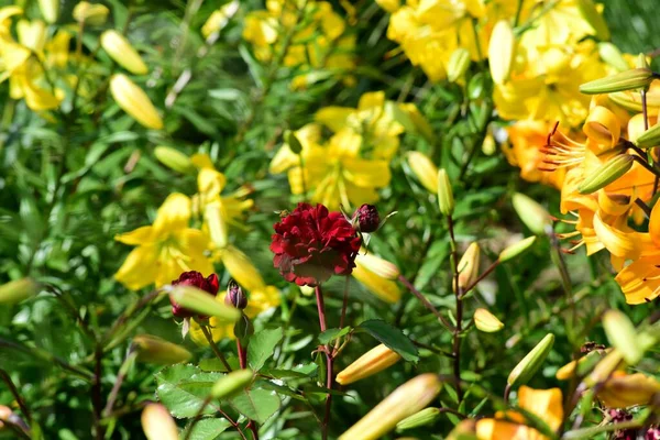 Belles Fleurs Lys Colorées Poussent Dans Jardin Pendant Été — Photo