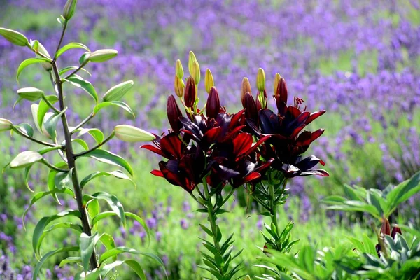 Lindas Flores Coloridas Lírio Crescem Jardim Durante Verão — Fotografia de Stock
