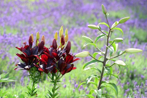 Lindas Flores Coloridas Lírio Crescem Jardim Durante Verão — Fotografia de Stock